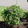 Prairie Petite Lilac #2 - Image 2